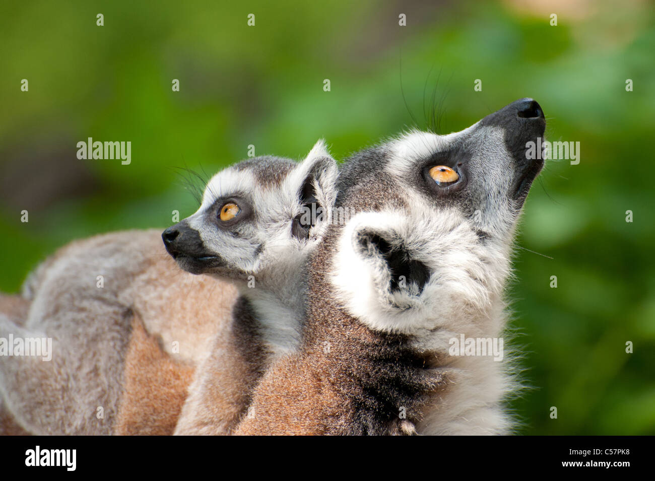 Close Up Of A Ring Tailed Lemur With Her Cute Baby Lemur Catta
