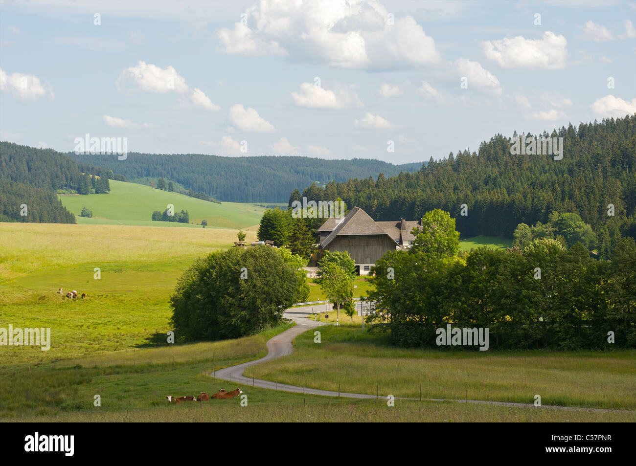 A farmhouse in a green landscape with cows and sunlight on the hills in Schwarzwald, Baden-Wurttemberg, Germany Stock Photo