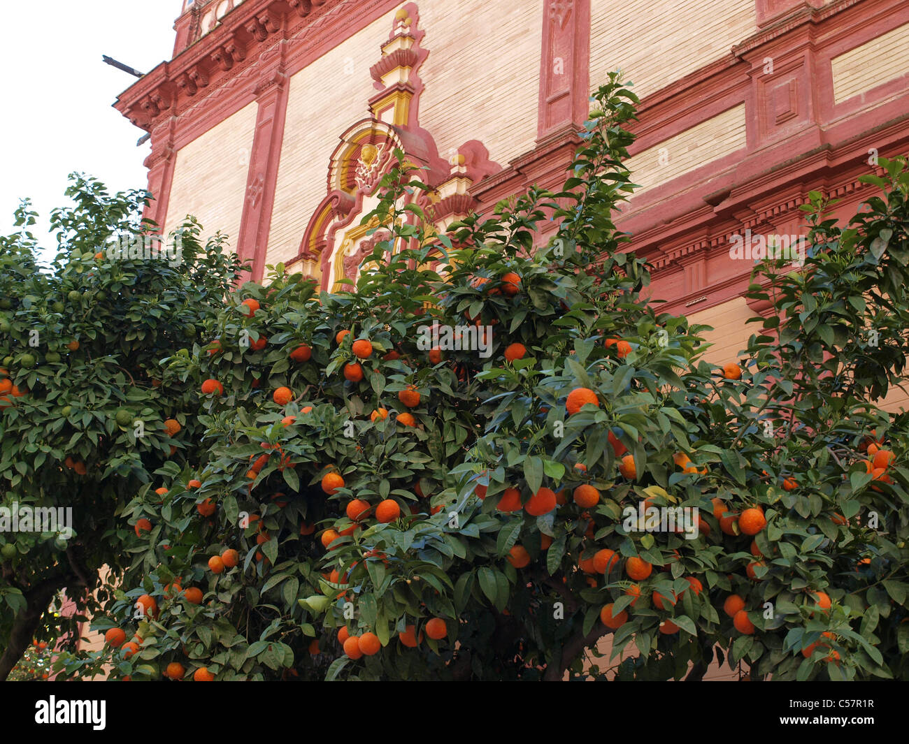 Orange trees in Seville, Spain Stock Photo Alamy