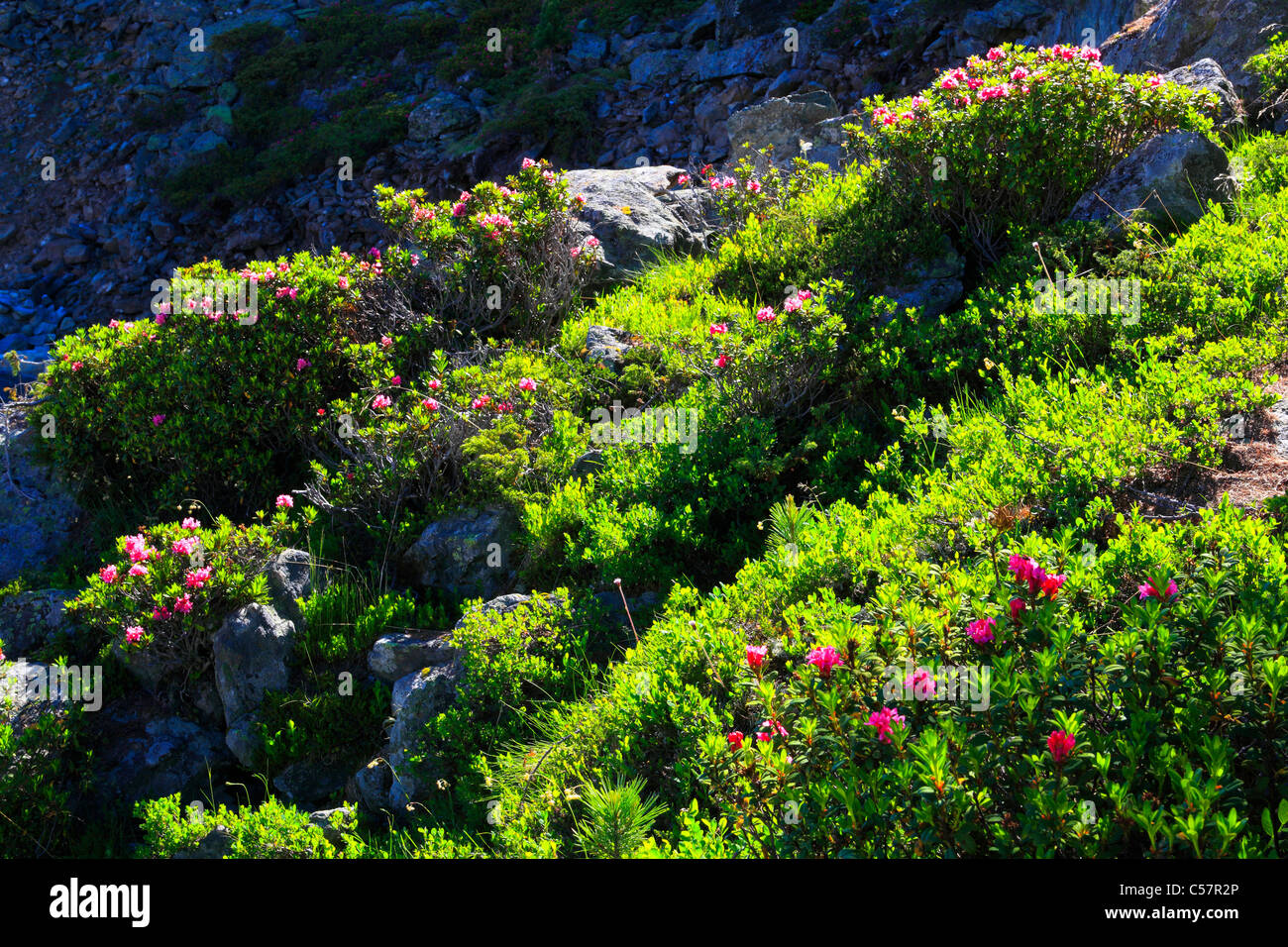 Alpine rose, mountain flora, flowers, flower shrub, blossom, bush, shrub, detail, flora, mountains, macro, close-up, rhododendro Stock Photo