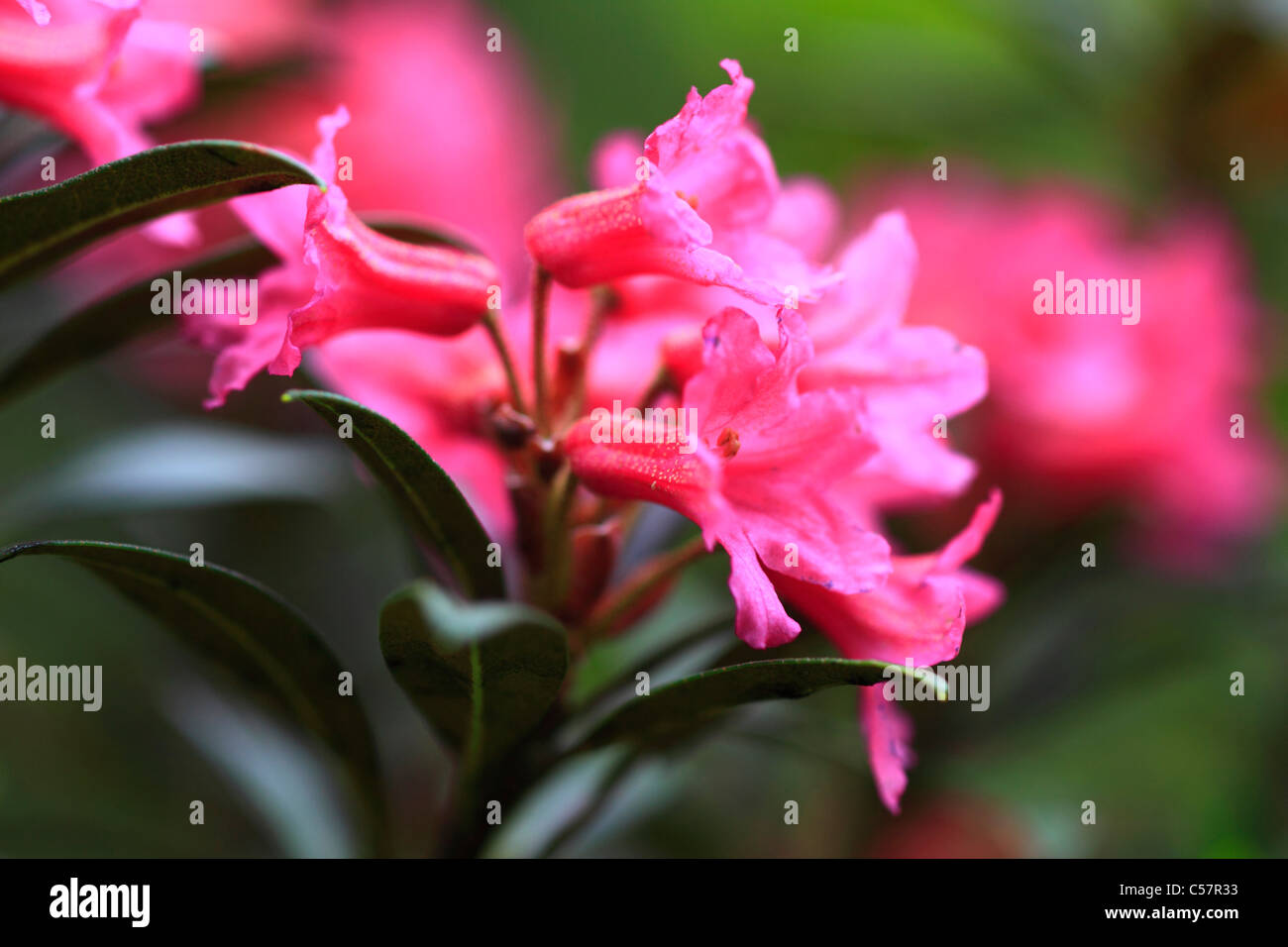 Alpine rose, mountain flora, flowers, flower shrub, blossom, bush, shrub, detail, flora, mountains, macro, close-up, rhododendro Stock Photo