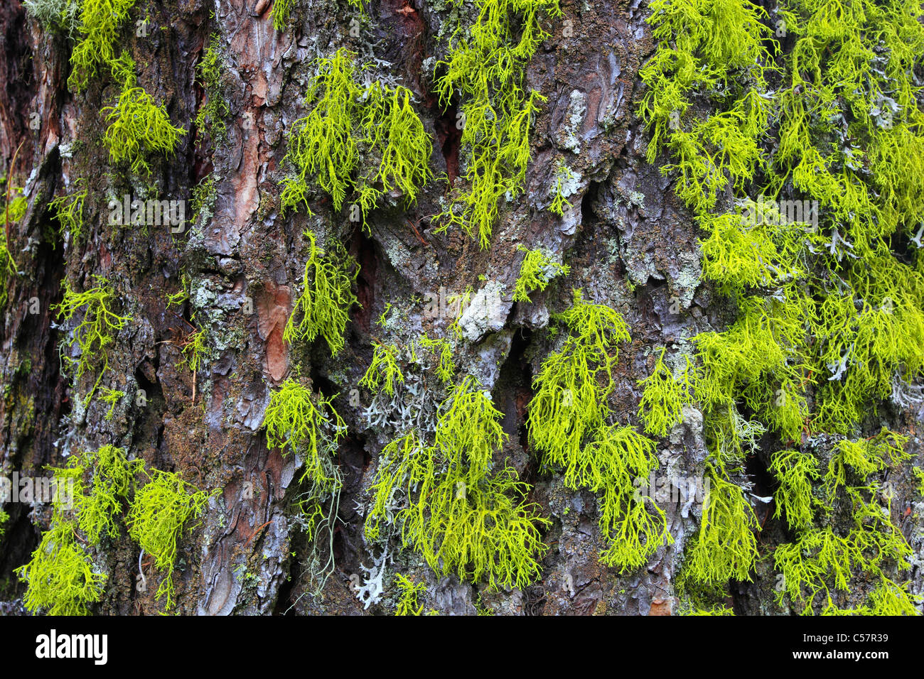 Aletschwald, stone pine, stone pine wood, tree, bark, trunk, lichen, Pinus cembra, bark, Switzerland, trunk, tribe, Valais, Swis Stock Photo