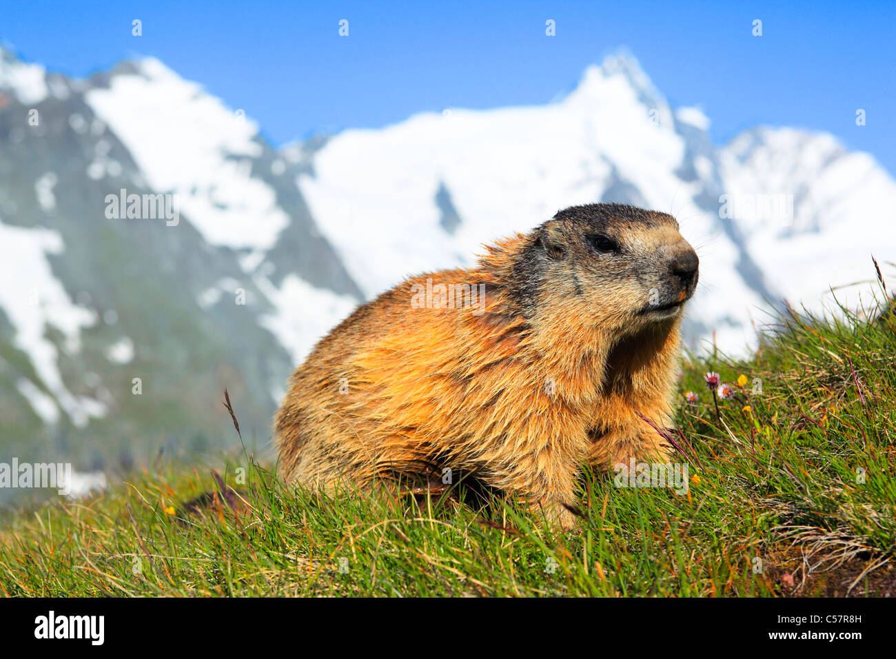 1, Alps, marmot, groundhog, Alpine fauna, Alpine panorama, Alpine, mountain, mountain panorama, fauna, cliff, rock, mountains, s Stock Photo