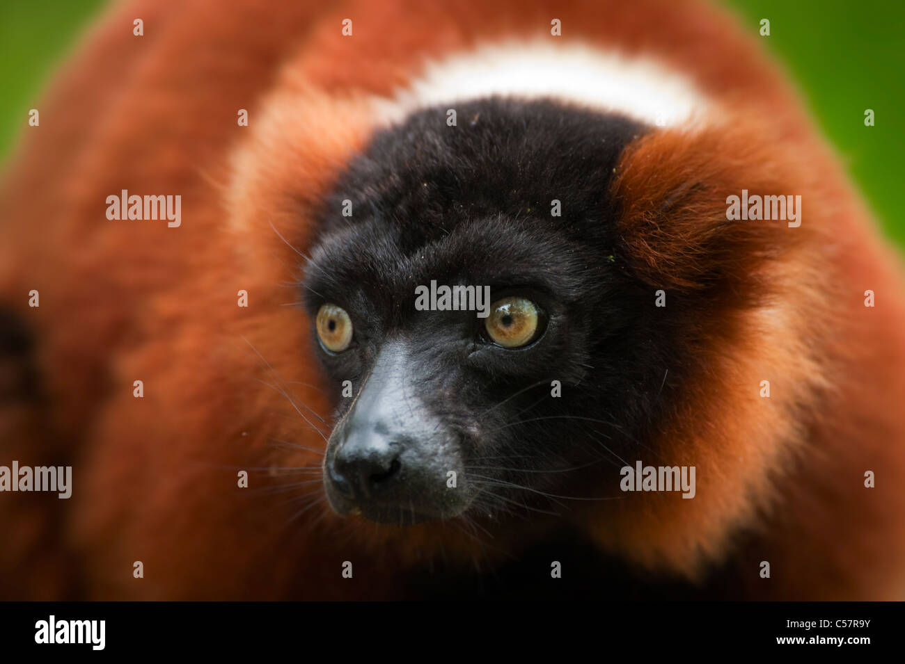 a beautiful red ruffed lemur (Varecia rubra) Stock Photo