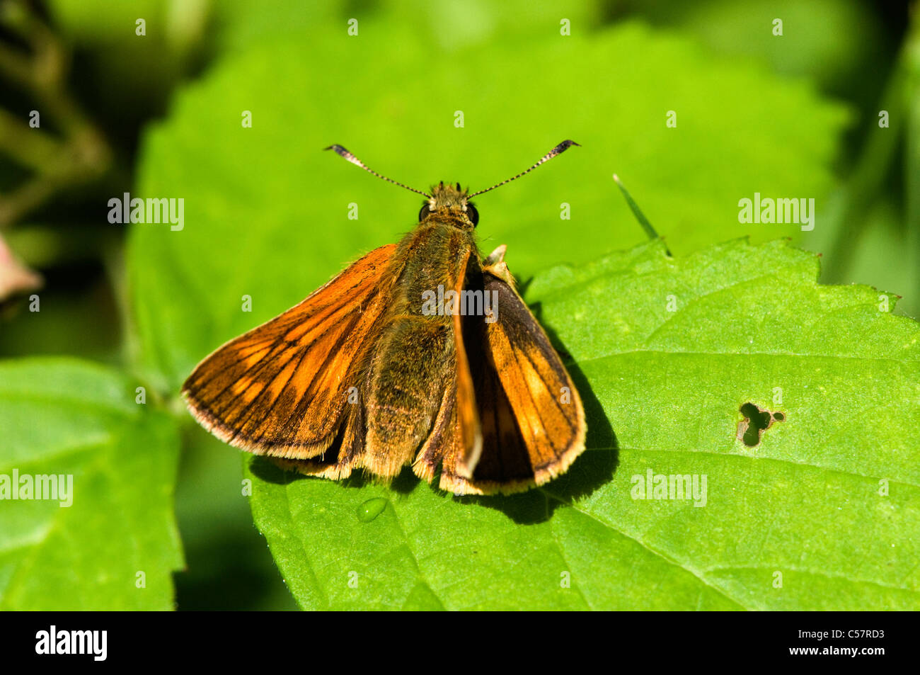 large skipper butterfly Stock Photo