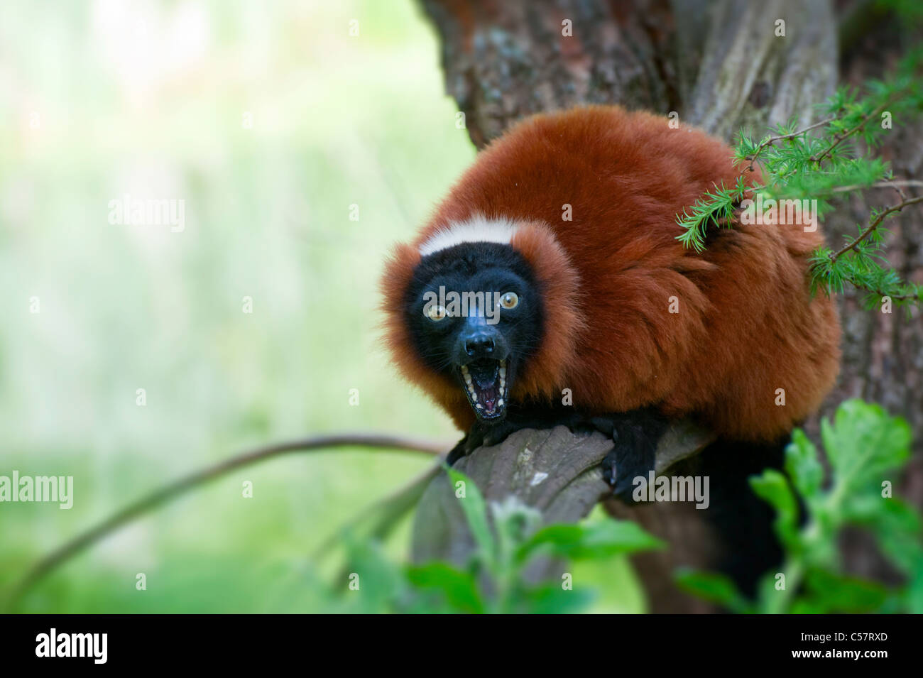 a beautiful red ruffed lemur (Varecia rubra Stock Photo - Alamy
