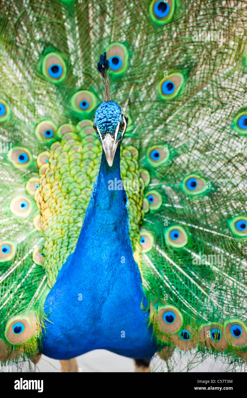 Male indian peacock hi-res stock photography and images - Alamy