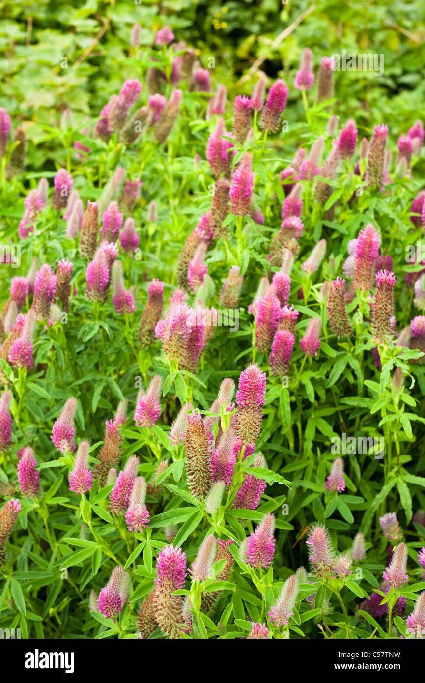 Trifolium rubens in flower Stock Photo