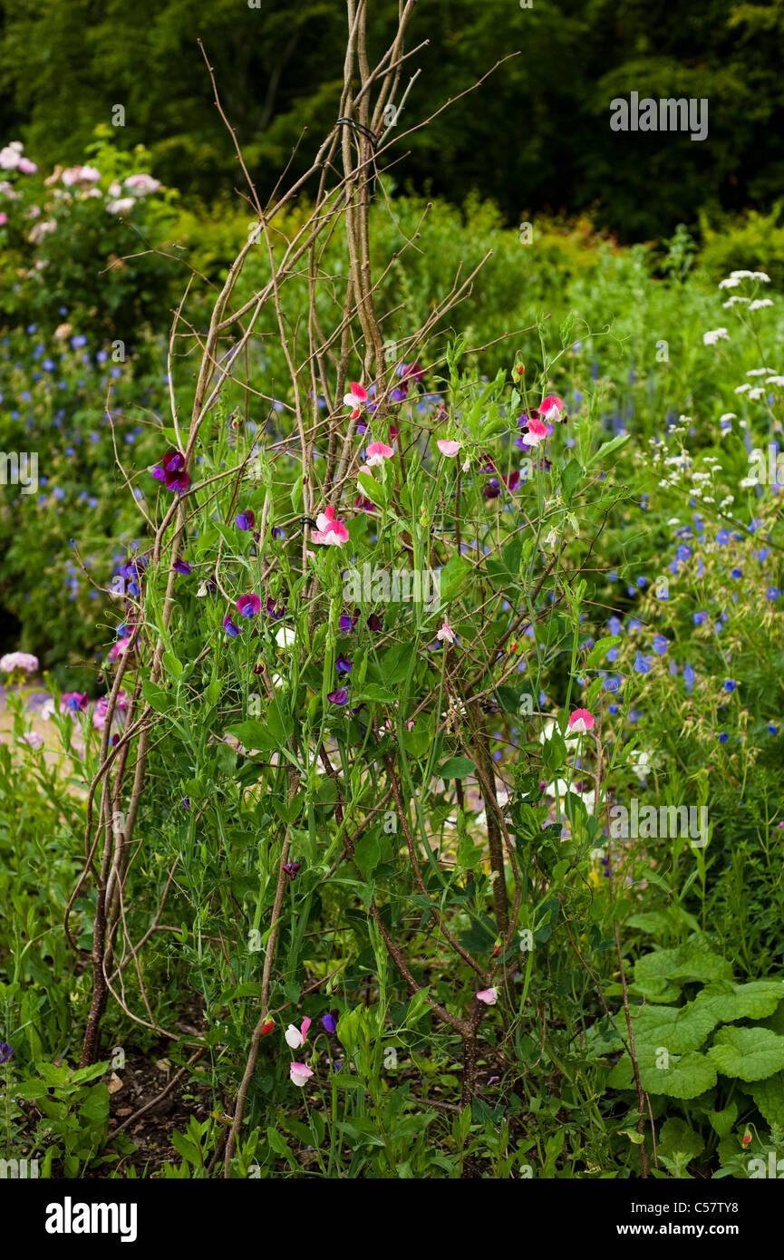 Sweet pea, Lathyrus odoratus 'Cupani' and 'Painted Lady' in flower Stock Photo
