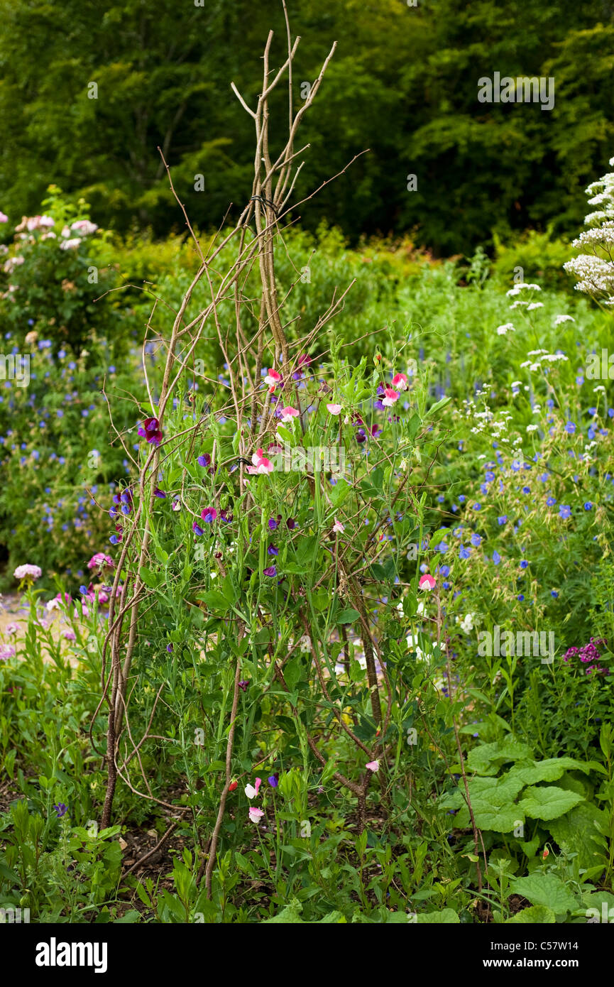 Sweet pea, Lathyrus odoratus 'Cupani' and 'Painted Lady' in flower Stock Photo
