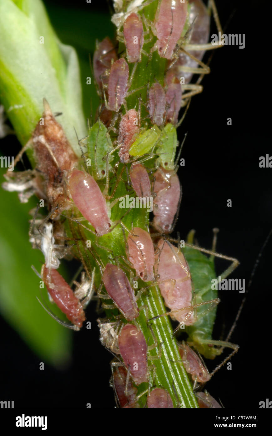 Pink & green forms of potato aphids (Macrosiphum euphorbiae) on fools parsley (Aethusa cynapium) Stock Photo