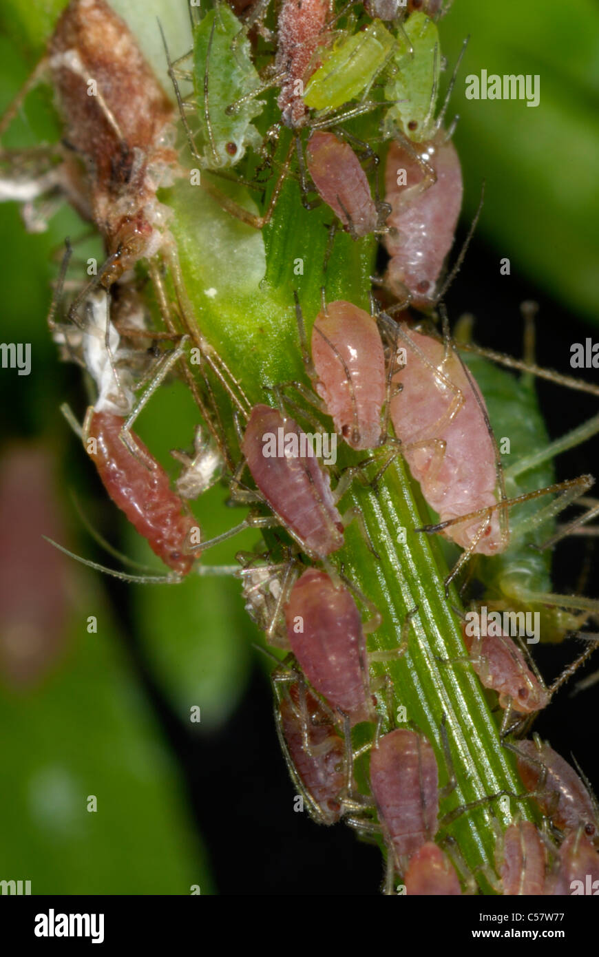 Pink & green forms of potato aphids (Macrosiphum euphorbiae) on fools parsley (Aethusa cynapium) Stock Photo