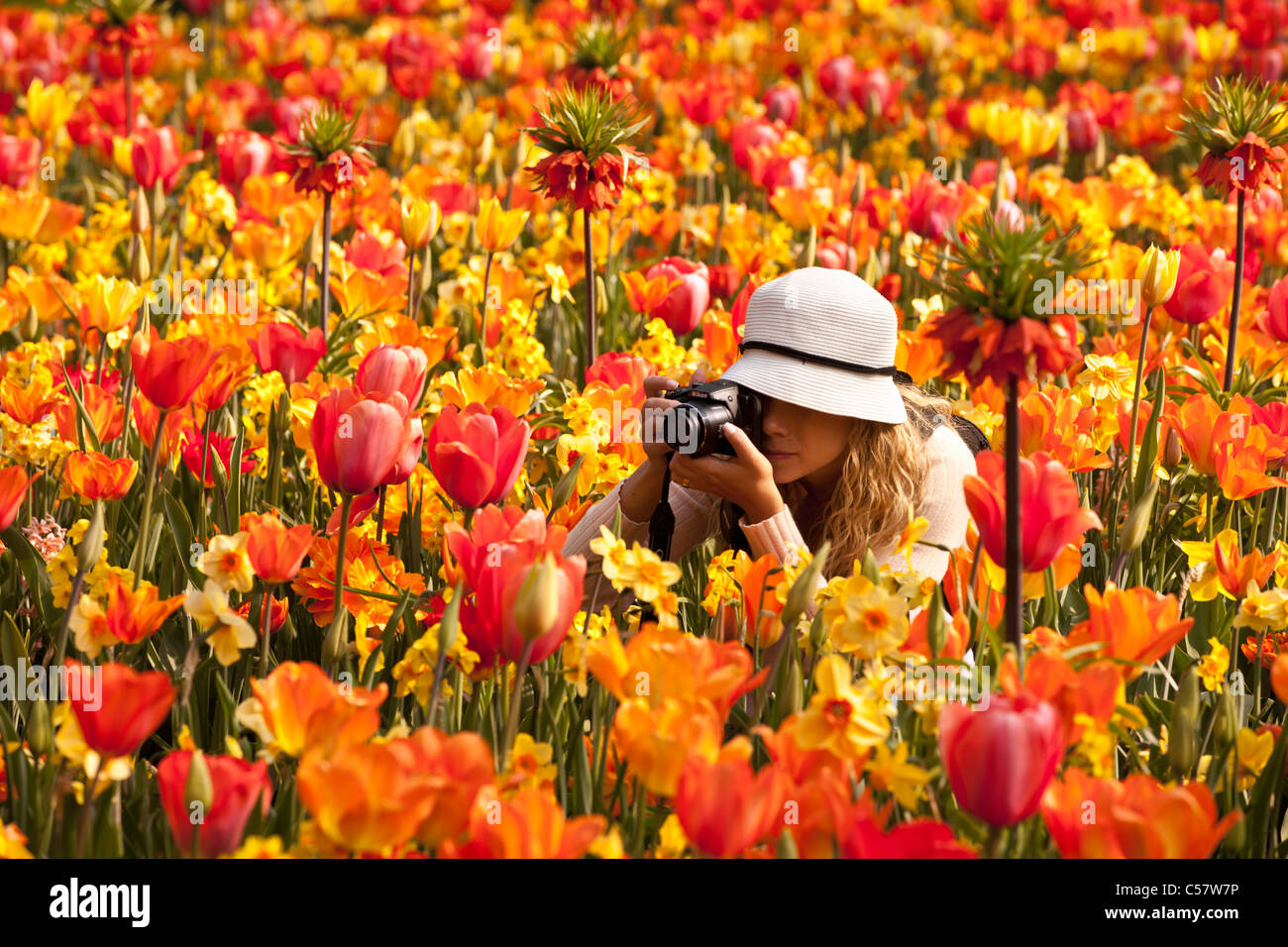 The Netherlands, Lisse, Keukenhof flower garden, mainly Tulip. Stock Photo