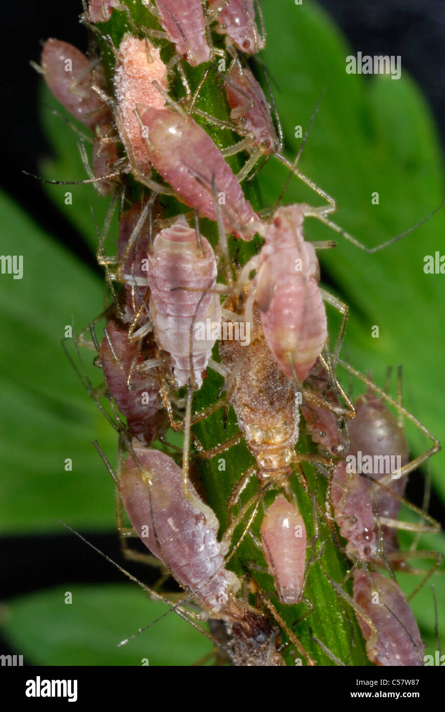 Pink form of potato aphids (Macrosiphum euphorbiae) on fools parsley (Aethusa cynapium) Stock Photo