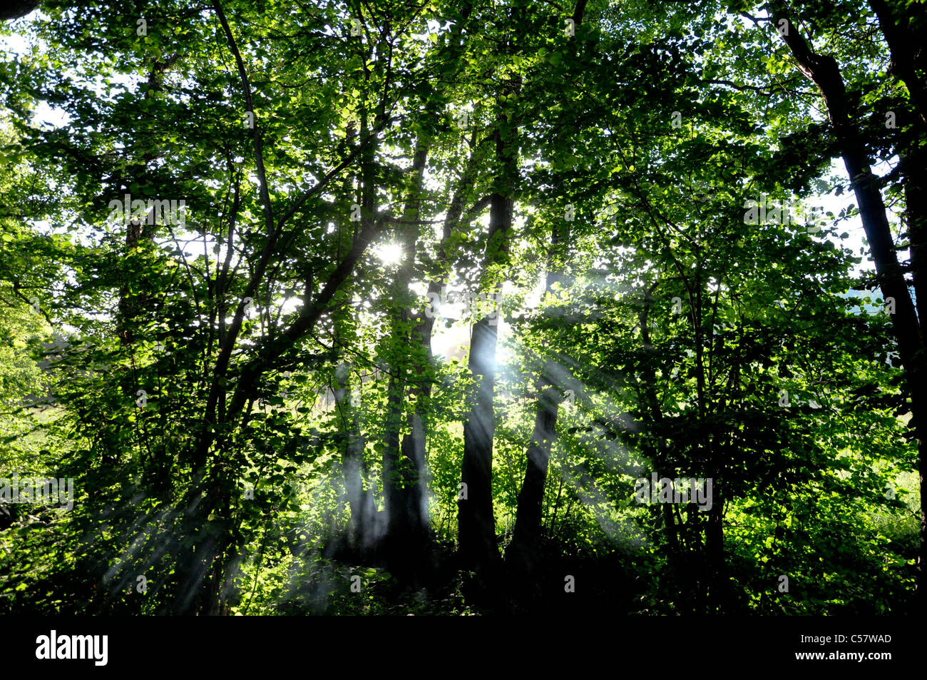 Light Shining Through Trees