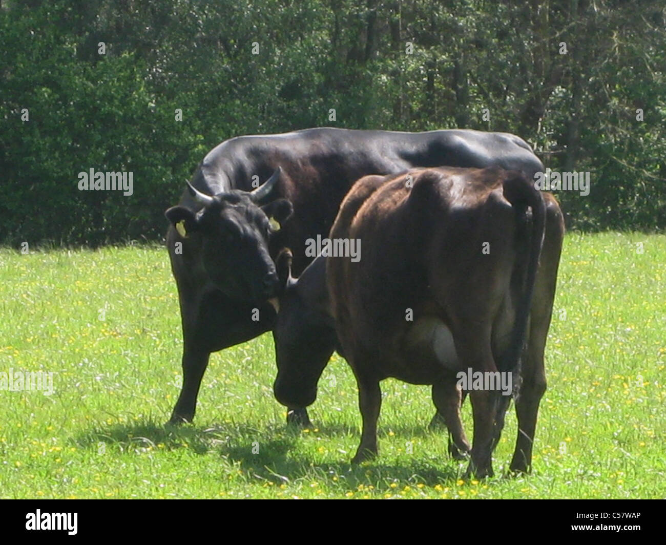 Cow and calf Stock Photo - Alamy