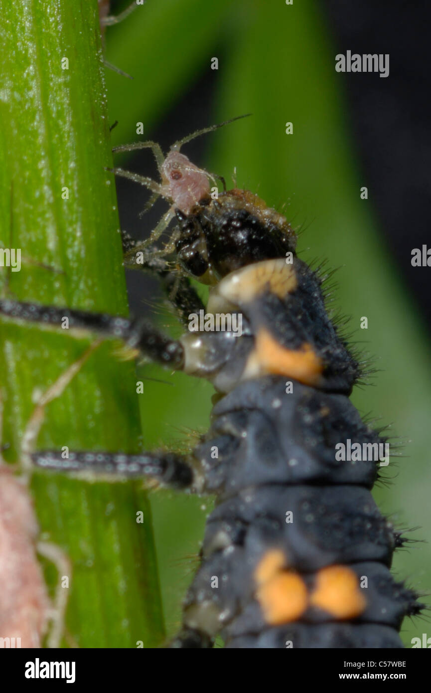 Seven spot ladybird (Coccinella septempunctata) larva feeding on aphids Stock Photo
