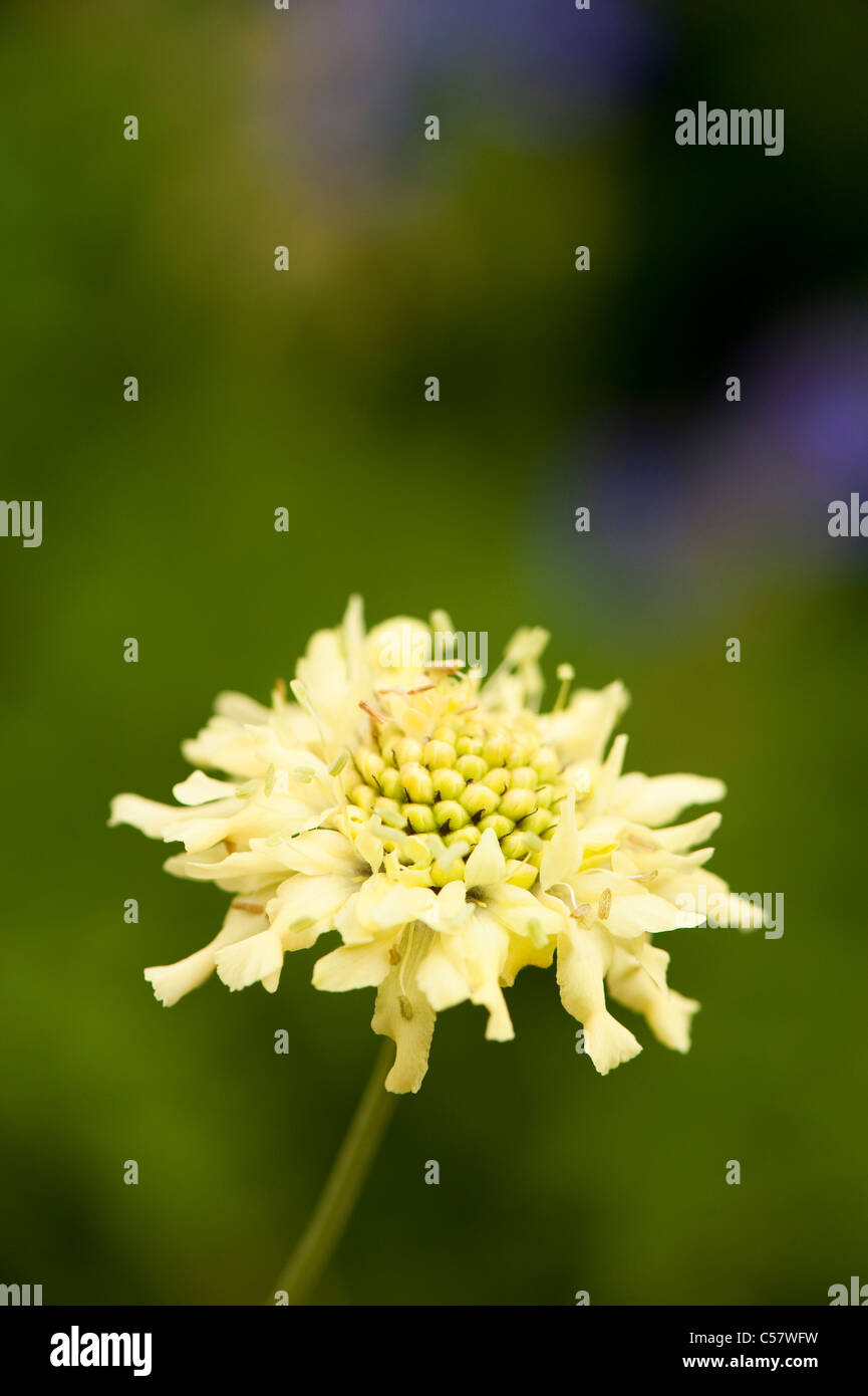 Cephalaria gigantea, Giant scabious, in flower Stock Photo