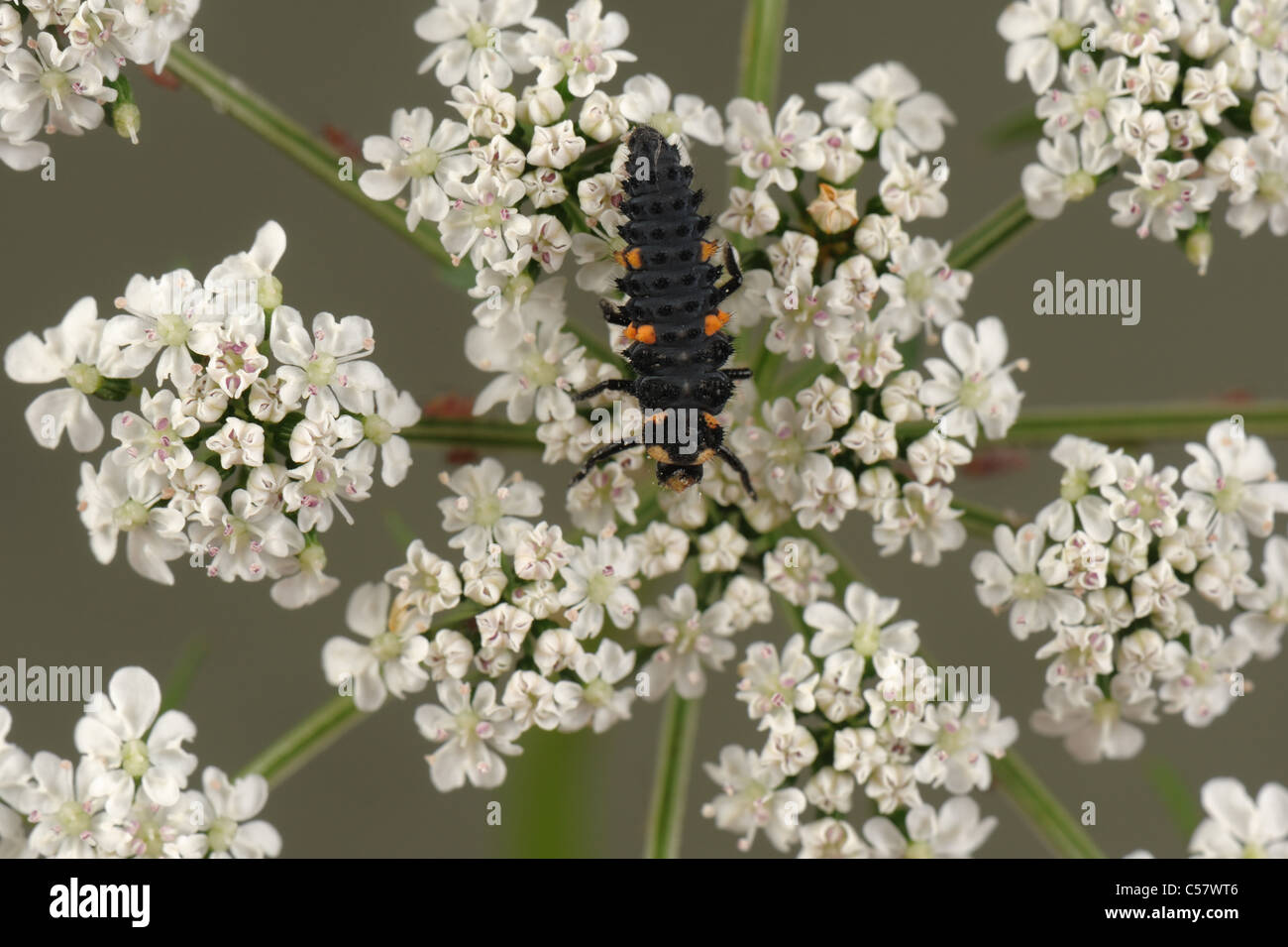Seven spot ladybird, Coccinella septempunctata larva on a fool's parsley flowering umbel Stock Photo