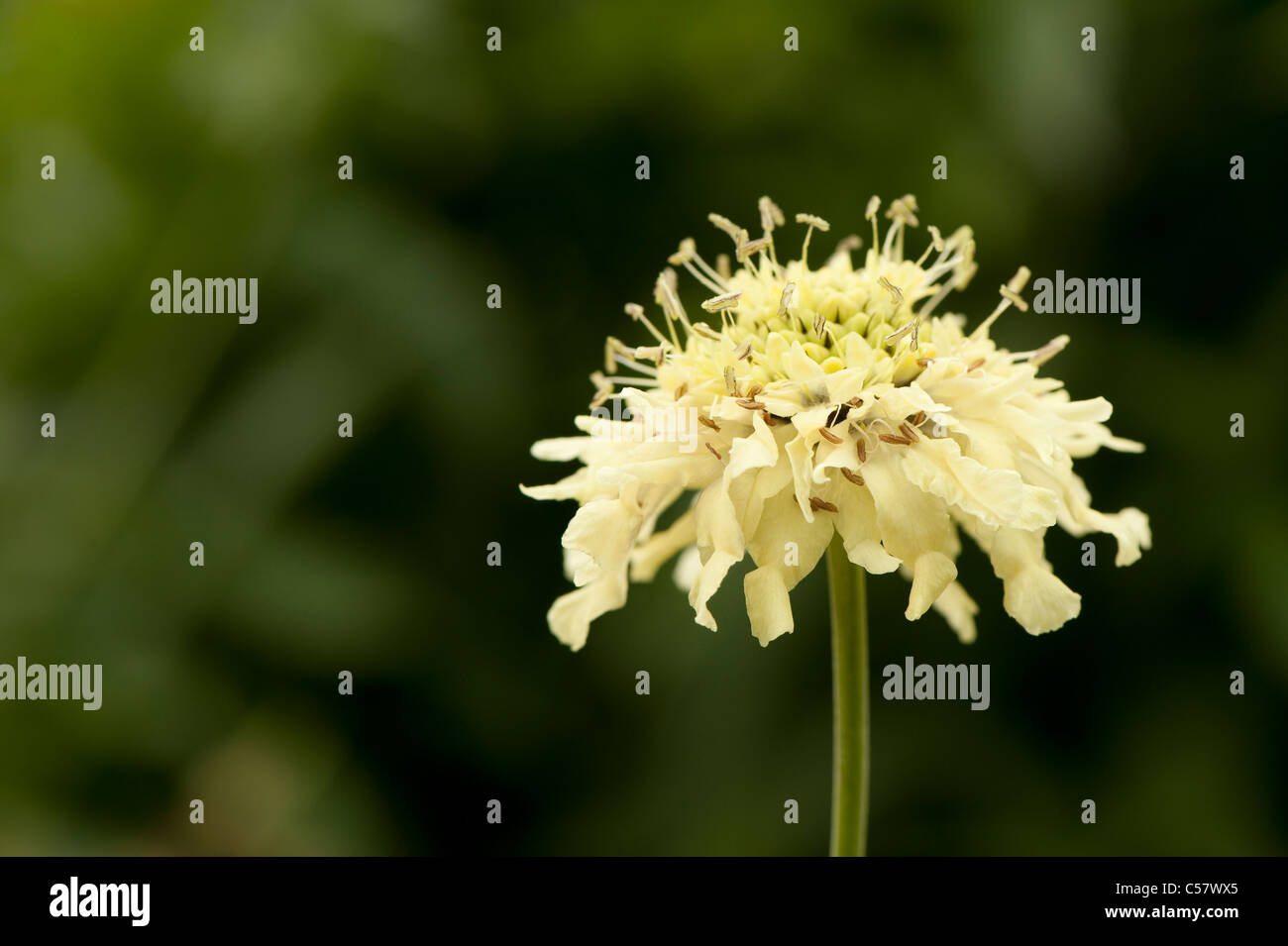 Cephalaria gigantea, Giant scabious, in flower Stock Photo