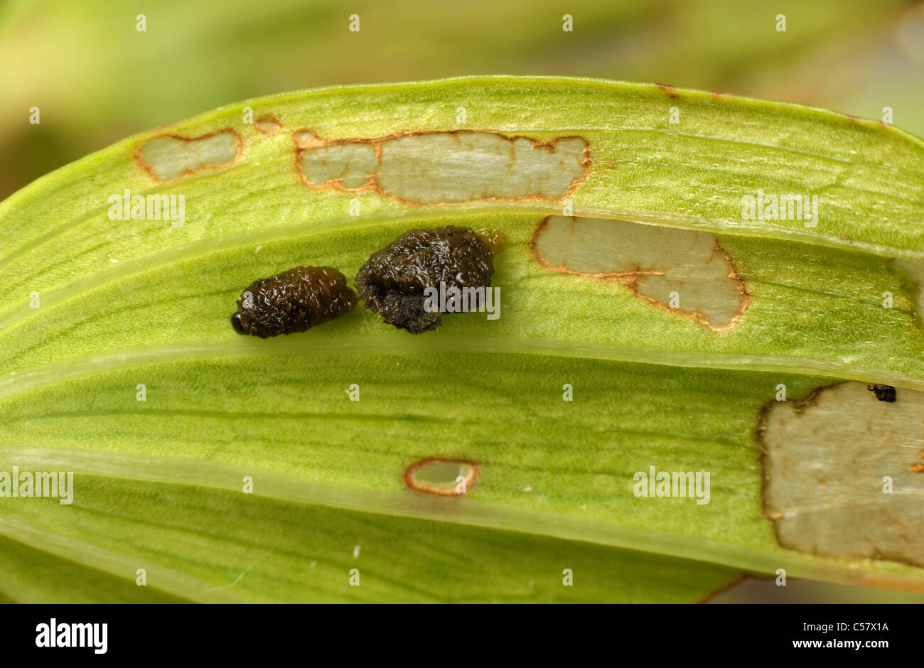 Lily beetle (Lilioceris lilii) larvae and damage to Lilium regale