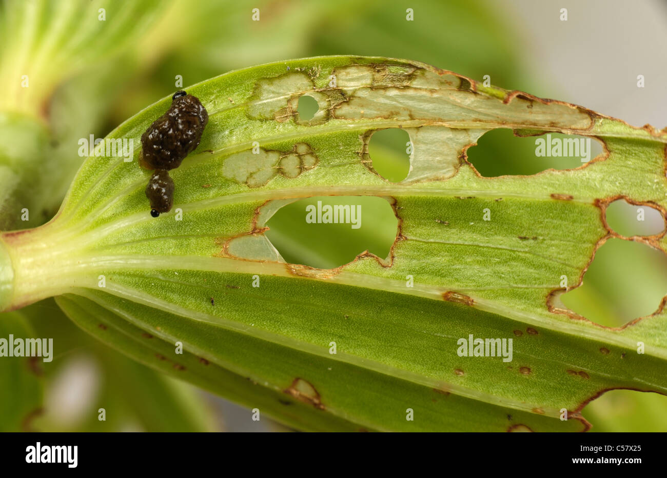 Lily beetle (Lilioceris lilii) larvae and damage to Lilium regale