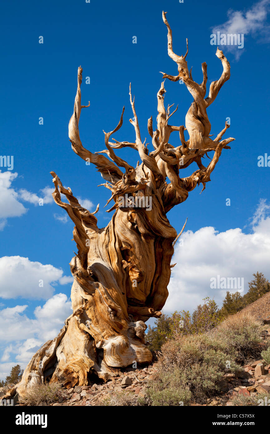 A very old bristlecone pine in The Ancient bristlecone pine Forest Inyo national Forest Bishop California USA United States of America Stock Photo