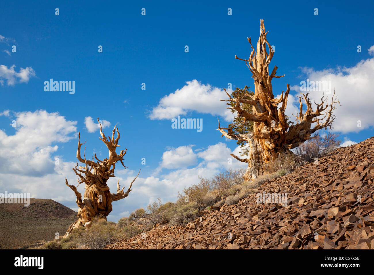 The Ancient bristlecone pine Forest Inyo national Forest Bishop California USA United States of America Stock Photo