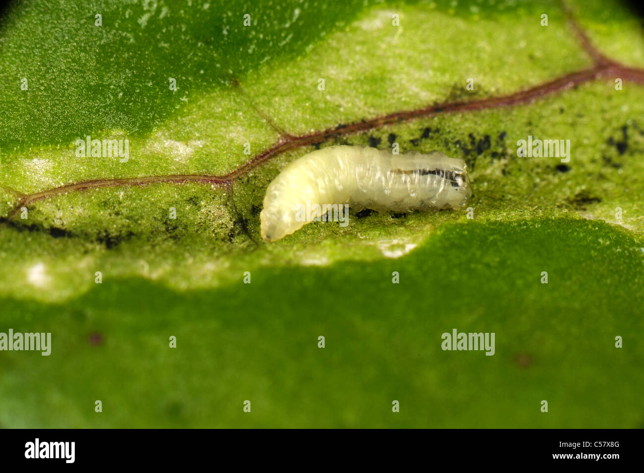 Beet leaf miner hires stock photography and images Alamy