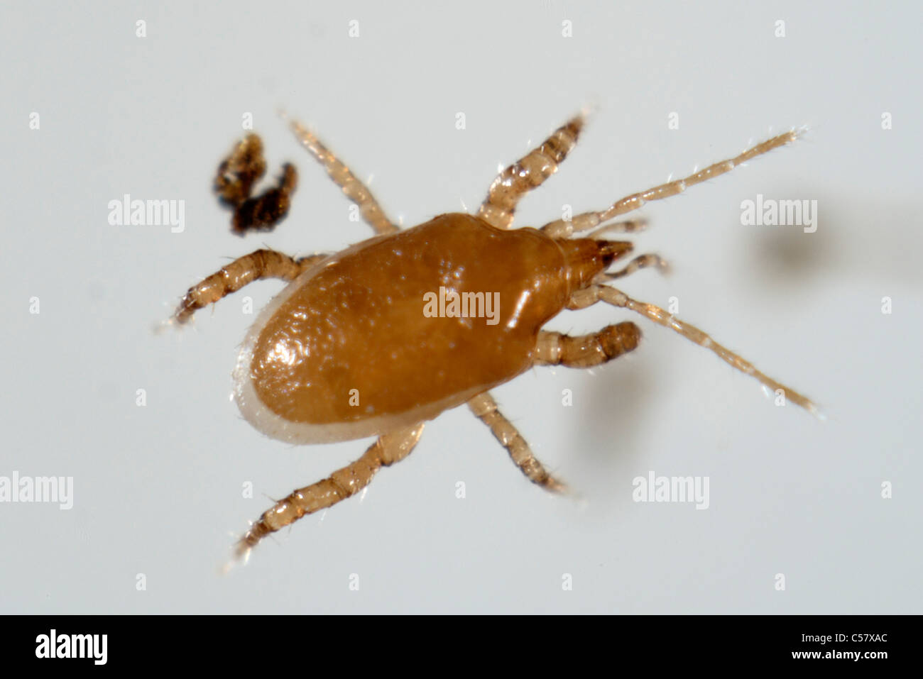 Predatory mite (Macrocheles robustulus) adult predator of thrips & sciarid flies Stock Photo