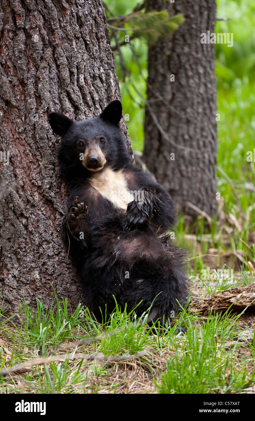 Small american black bear Sequoia National Park, Sierra Nevada, California, USA, United States of America Stock Photo