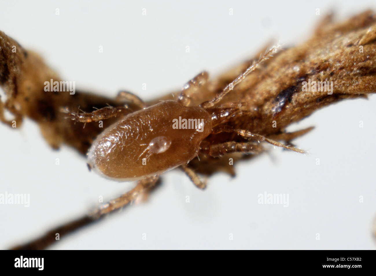 Predatory mite (Macrocheles robustulus) adult predator with phoretic mite (Histiostoma) Stock Photo