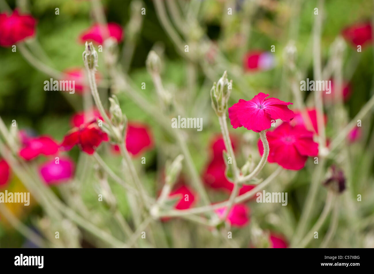 Lychnis coronaria, Rose Campion, in flower Stock Photo