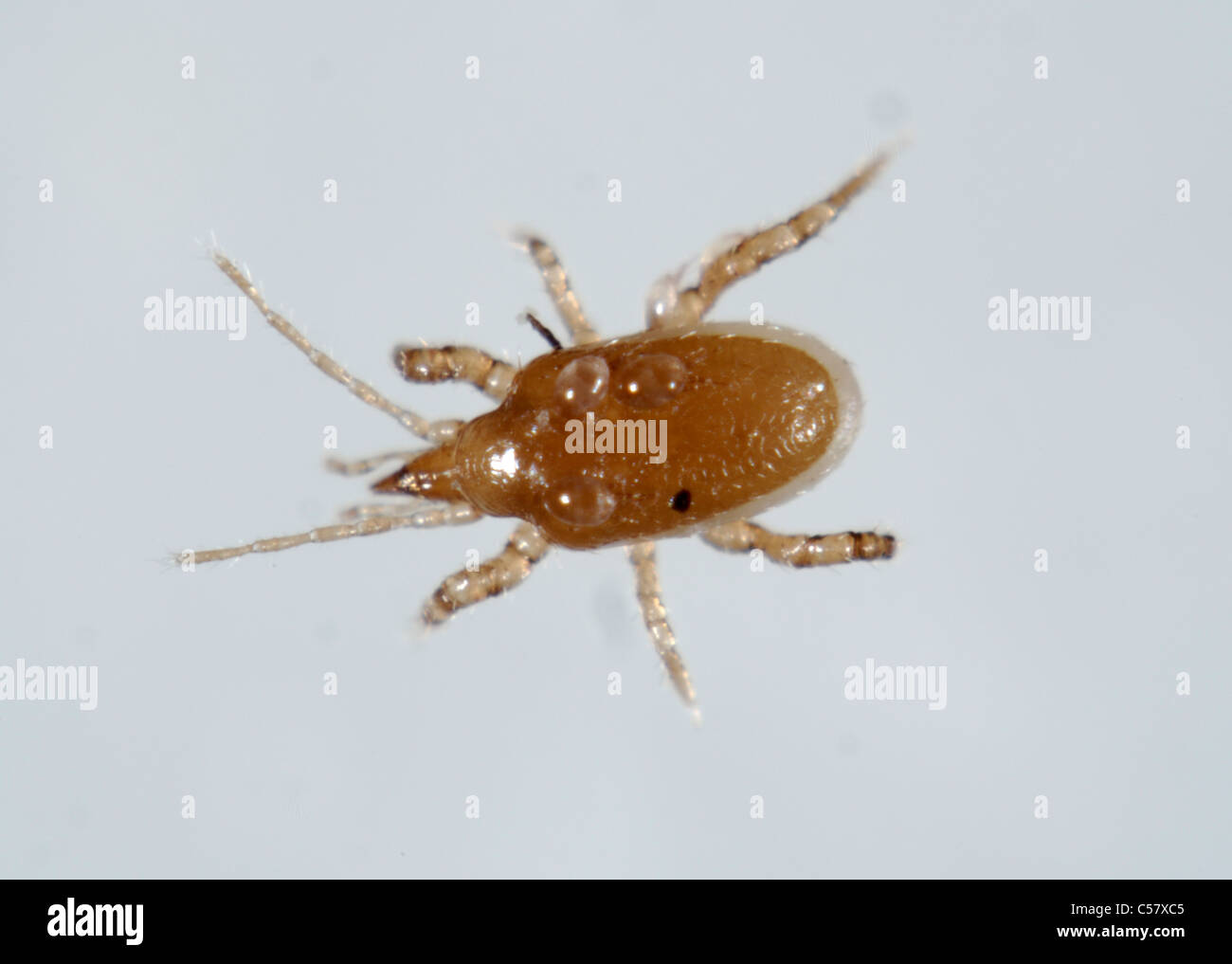 Predatory mite (Macrocheles robustulus) adult predator with phoretic mites (Histiostoma) Stock Photo