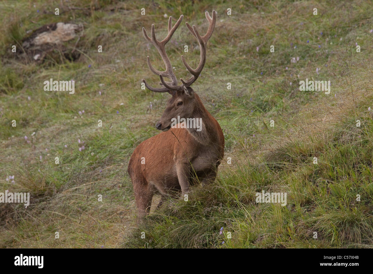 Graubunden, Grisons, Switzerland, Europe, game, red deer, deer, antlers