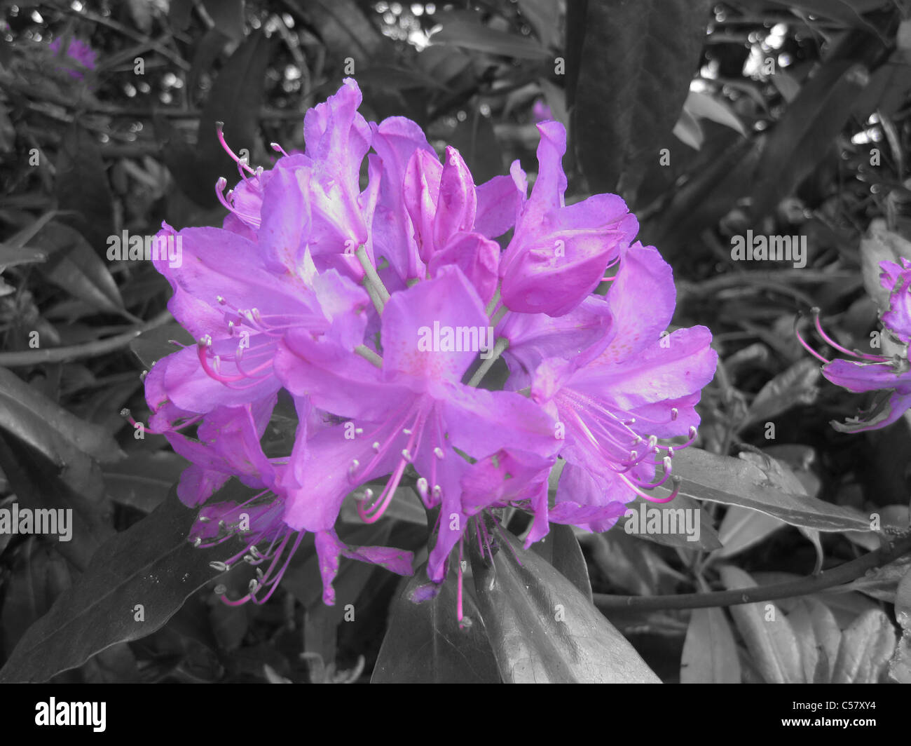 Wild Rhododendron colour accent lilac Stock Photo