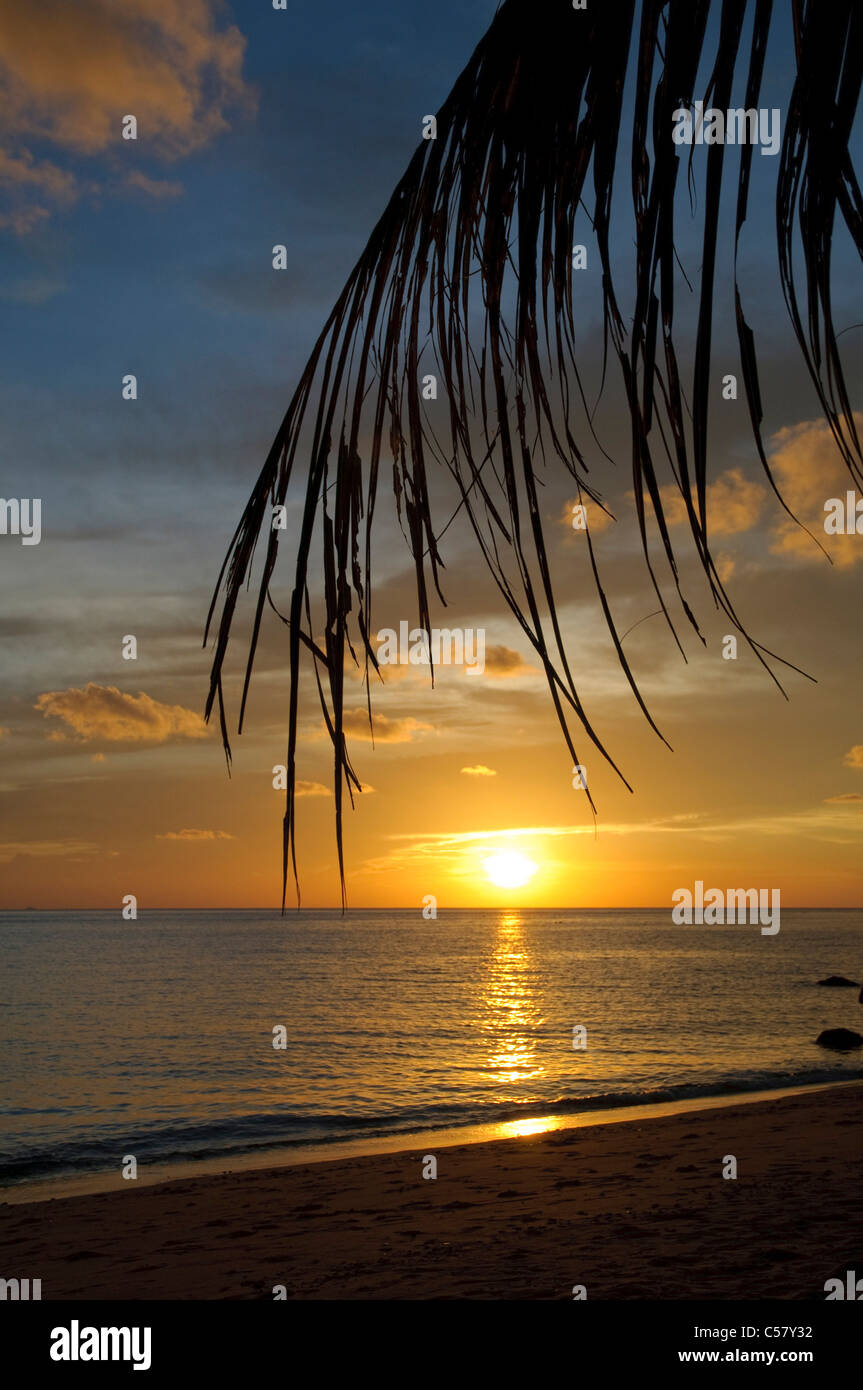 Evening, evening light, afterglow, evening sun, evening mood, Asia, atmosphere, ambience, outside, tree, dusk, twilight, body of Stock Photo