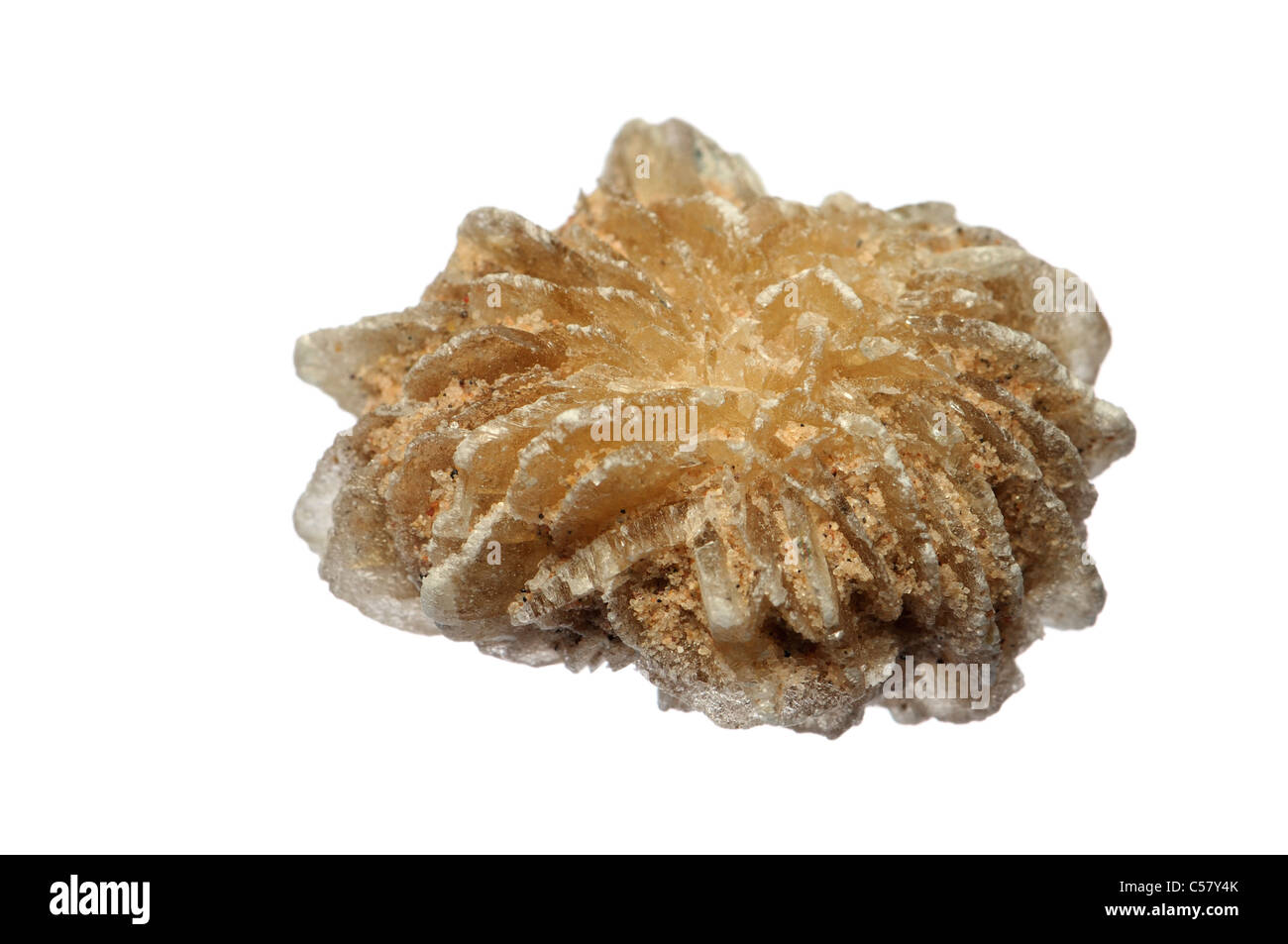Baryte / Desert Rose (Tunisia) Barium Sulphate Stock Photo
