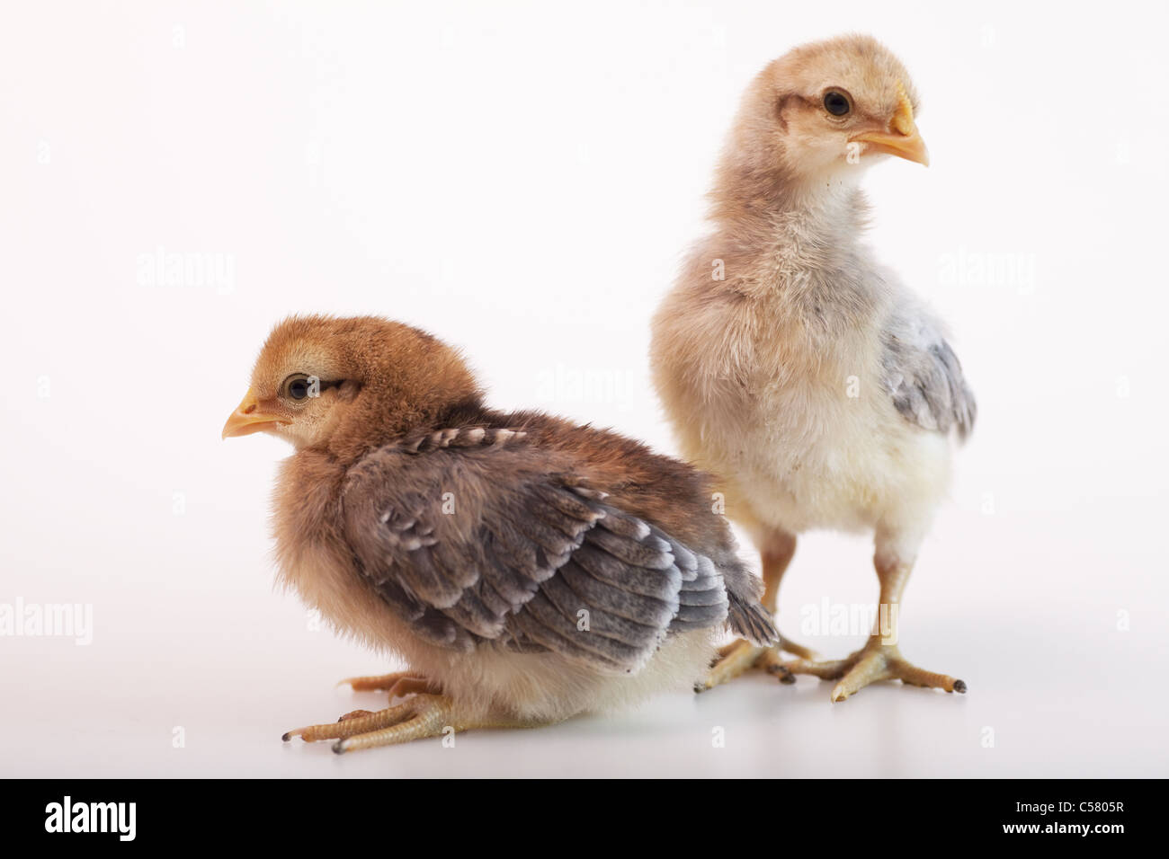 Cream legbar chicks Stock Photo Alamy