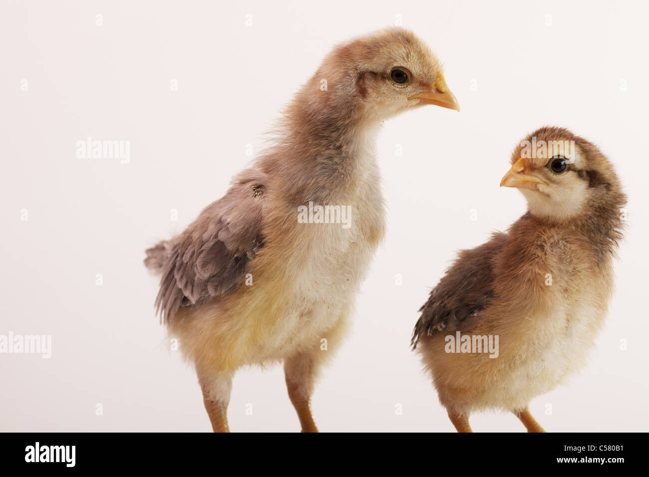 Two cream legbar chicks hires stock photography and images Alamy