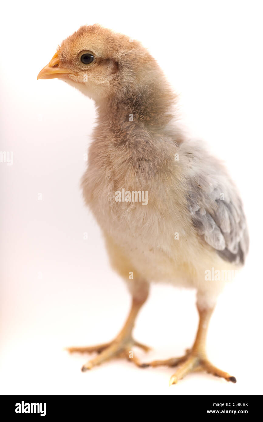 Cream legbar chick Stock Photo Alamy