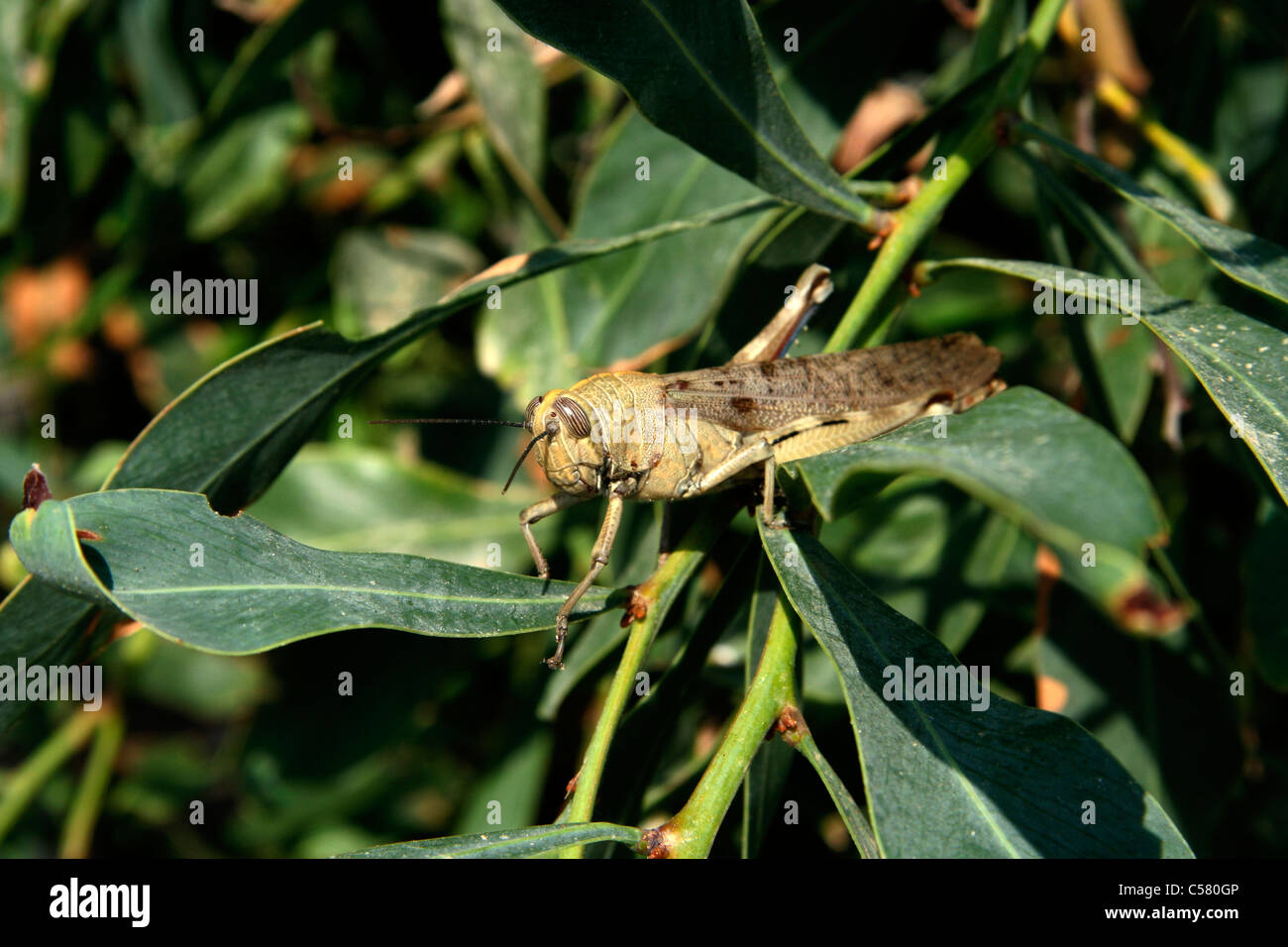 Desert Locust North Cyprus Karpas peninsular Stock Photo