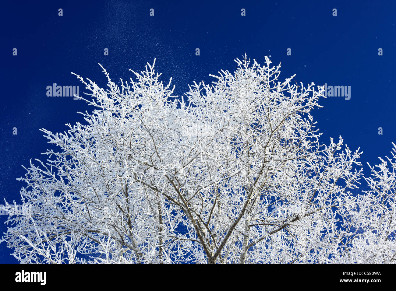 Europe, European, East Europe, Eastern Europe, Russia, Russian, Vologda region, winter, snow, Belozersk, Tree Stock Photo