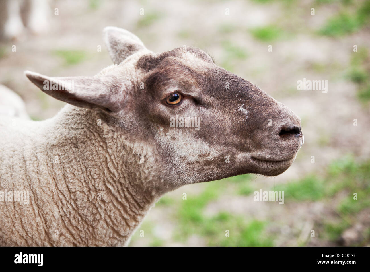 Sheep head hires stock photography and images Alamy
