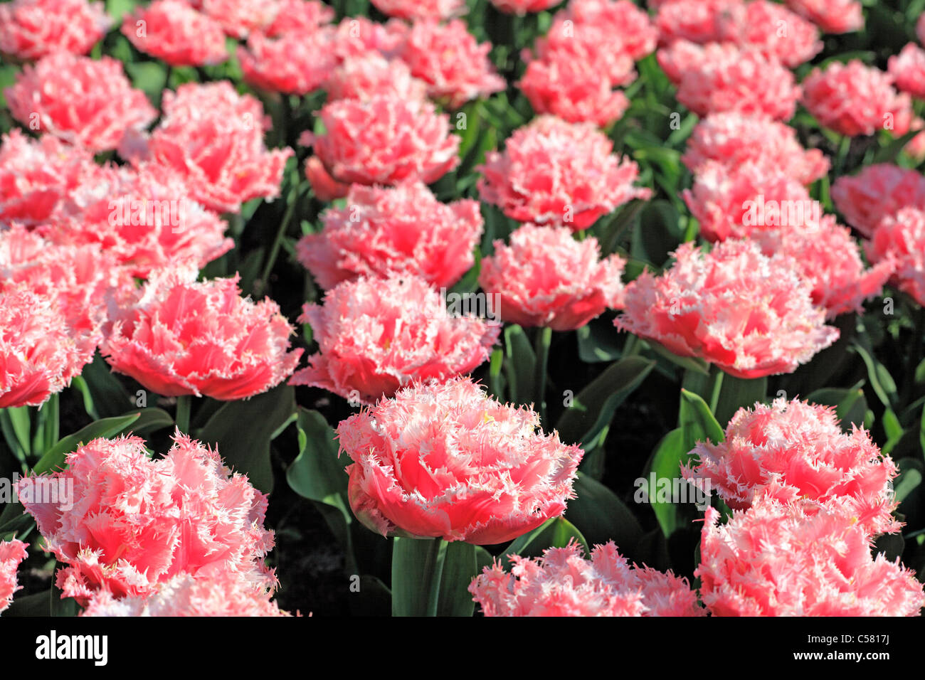 Netherlands, Holland, Europe, European, Western Europe, Dutch, Flower
