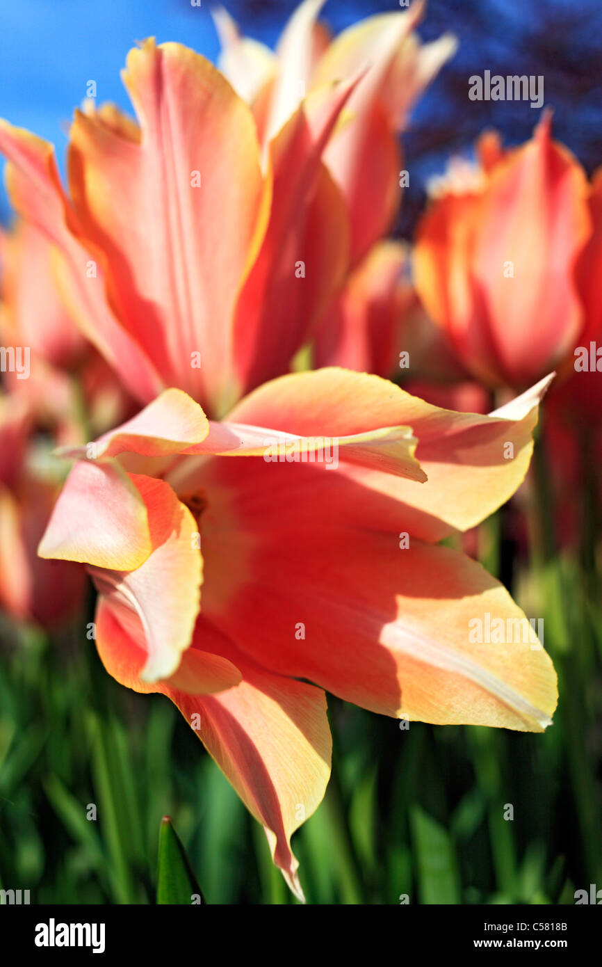 Netherlands, Holland, Europe, European, Western Europe, Dutch, Flower