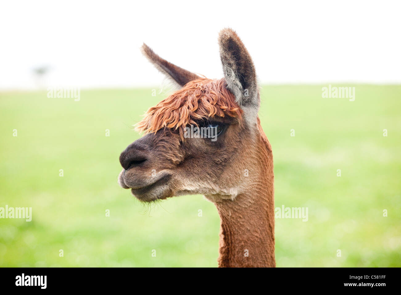 Suri hi-res stock photography and images - Alamy