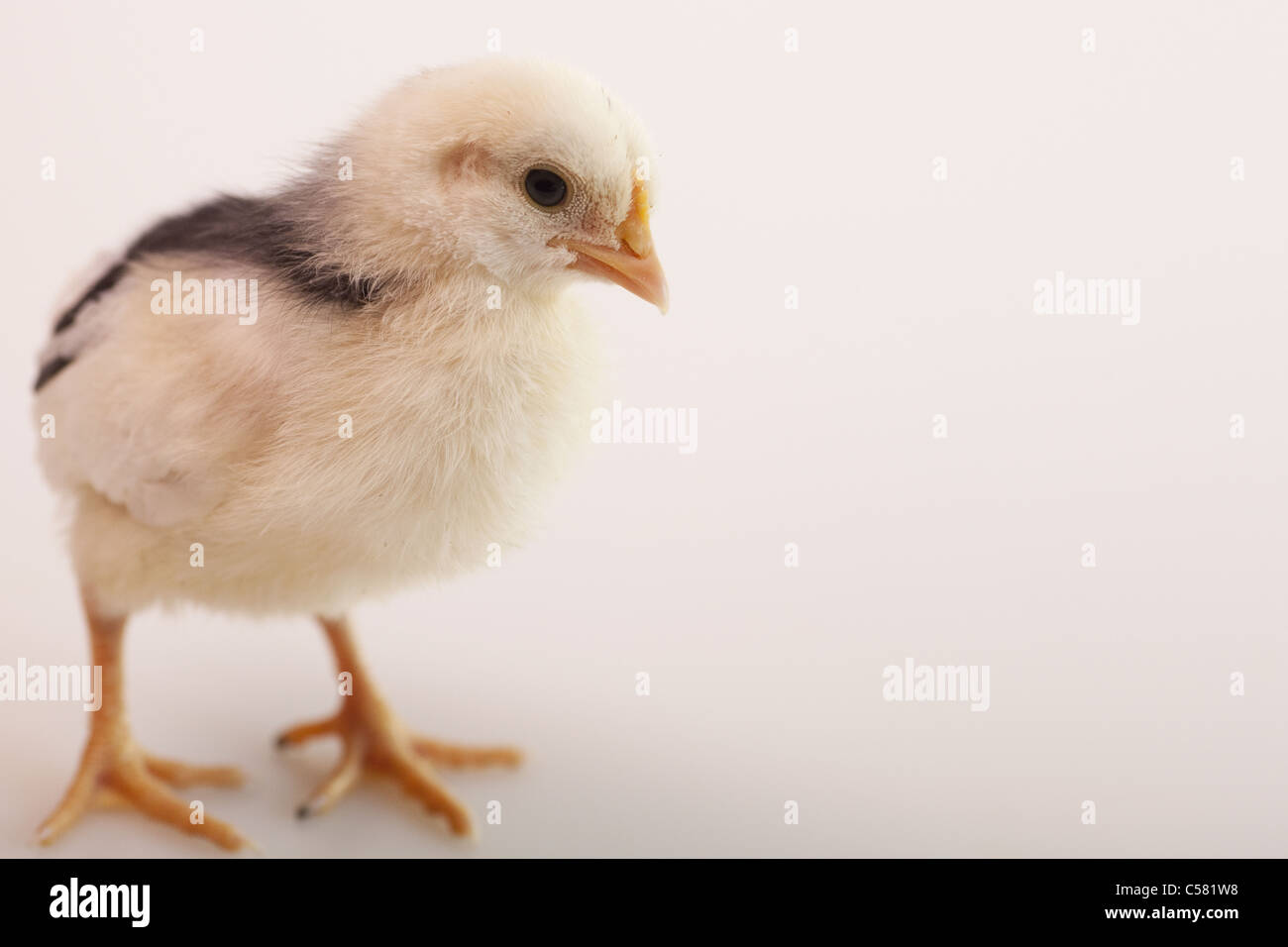 Two week old chicks Stock Photo