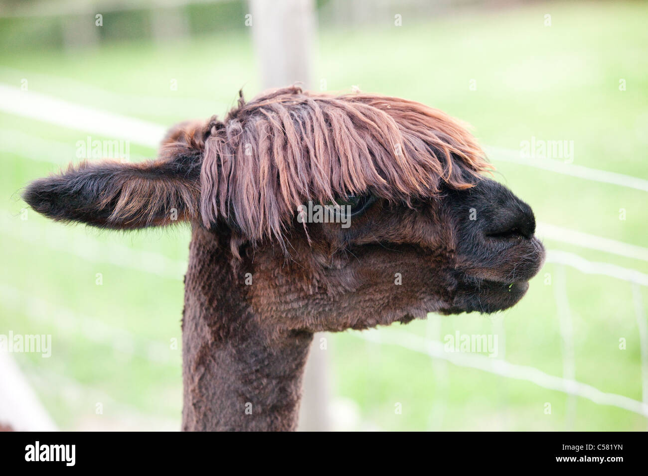 Suri alpaca with a fringe on top. Stock Photo
