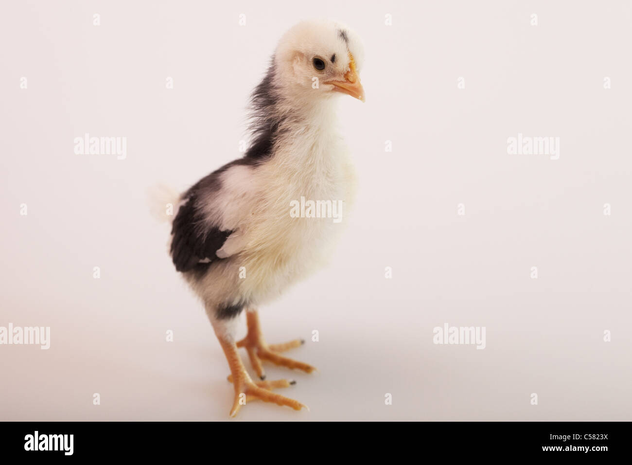 Two week old chicks Stock Photo Alamy
